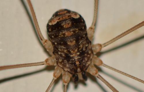Nelima sp.